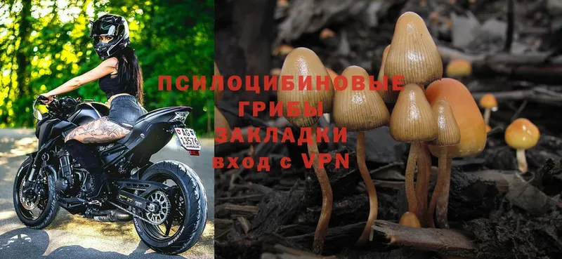 Псилоцибиновые грибы Psilocybine cubensis  Братск 